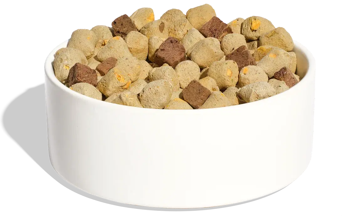 Turkey + Sweet Potato UnKibble bowl